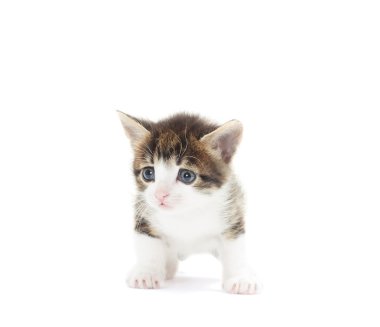 yavru kedi görünüyor