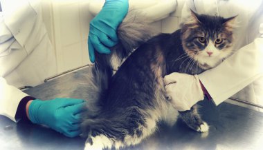 kedi ve veteriner 