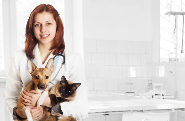 Veterinario y perro y gato en la clínica Imagen De Stock