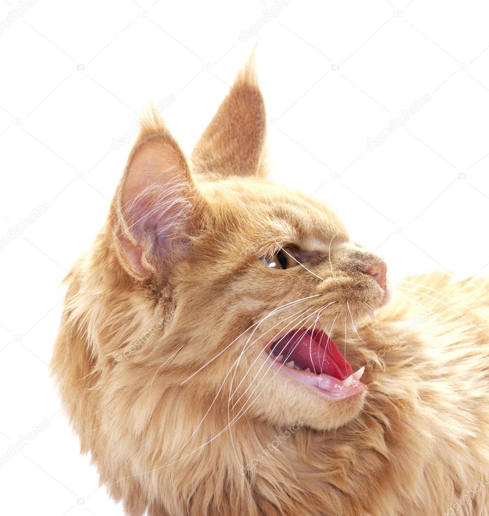 A White Ginger Cat Angry Face Expression, Portraits, Animals - Cats
