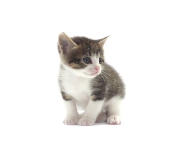 sevimli kedi beyaz bir arka plan üzerinde seyir