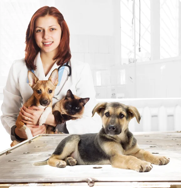 Hond in de kliniek — Stockfoto