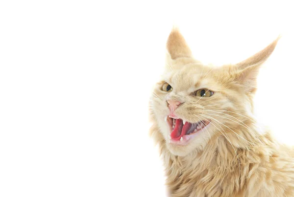 Angry cat on a white background — Stock Photo, Image