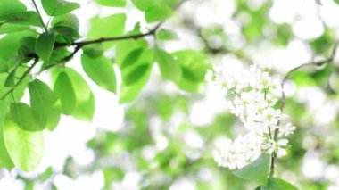 ağaç dalı ile beyaz çiçeği