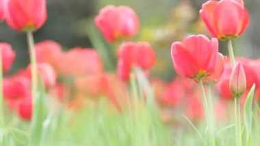 Sallanan kırmızı lale