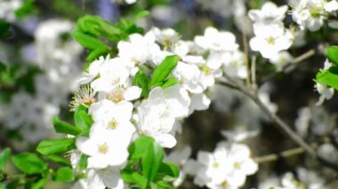 çiçek açması elma ağacı dalı