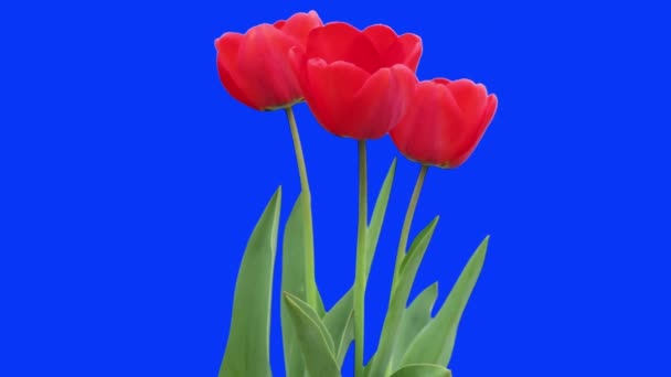 Rote Tulpen wiegen sich — Stockvideo