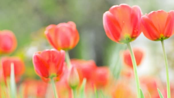 Red Tulips Swaying — Stock Video