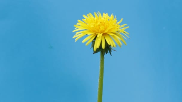 Karahindiba sarı çiçek — Stok video