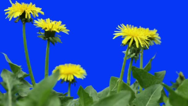 蒲公英黄色的花朵 — 图库视频影像
