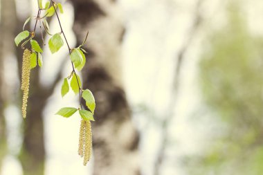 Huş ağacı yaprakları