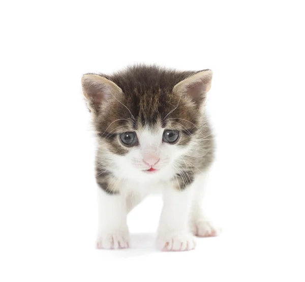 Gatinho engraçado — Fotografia de Stock