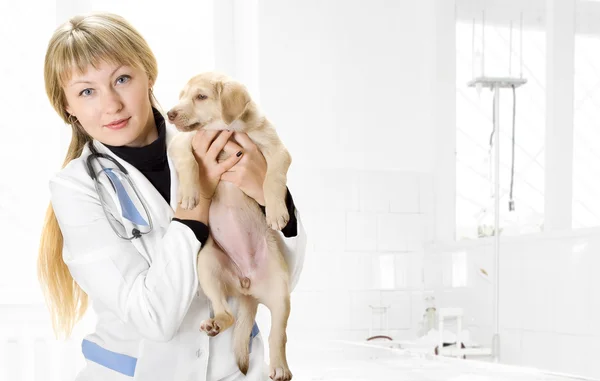 Veterinär och valp — Stockfoto