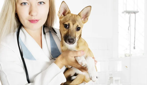 Ветеринар и щенок в клинике — стоковое фото