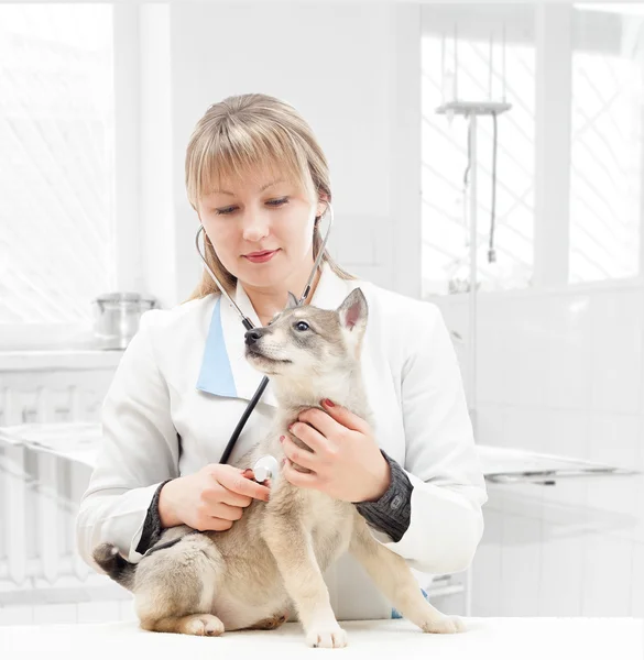 Ветеринар и щенок — стоковое фото