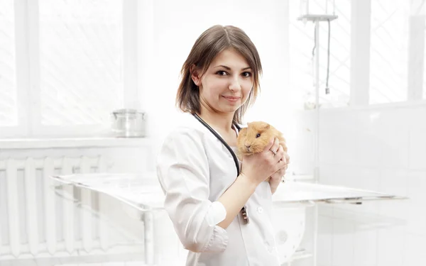 Veterinarian and guinea pig — Stock Photo, Image