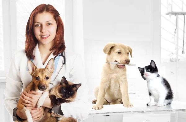 수 의사와 강아지와 고양이 병원에서 스톡 사진