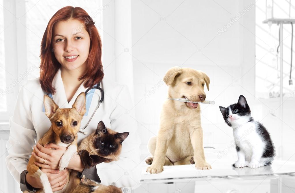 veterinarian and dog and cat at the clinic