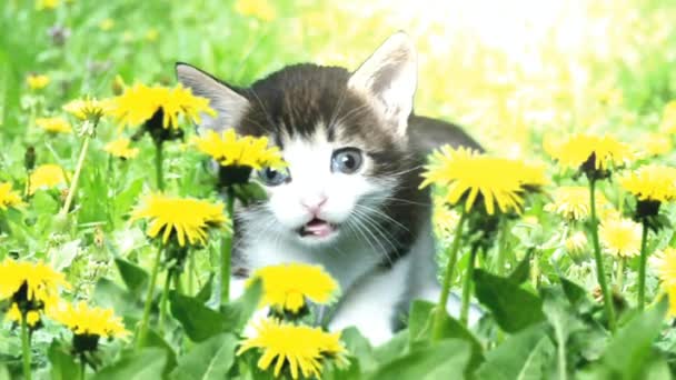 Katje in paardebloem bloemen — Stockvideo