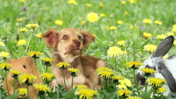 Mascotas en la hierba verde — Vídeo de stock