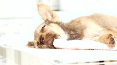 Ameliyatta bir veteriner Kliniği