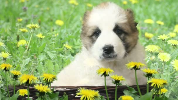 Çoban köpek yeşil çim üzerinde bir sepet içinde — Stok video