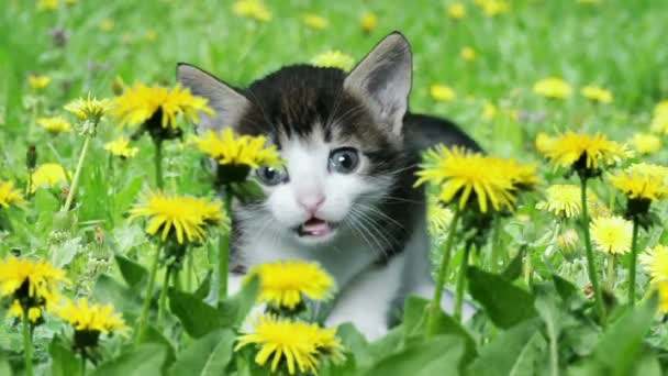 Kitten op een groene gazon — Stockvideo