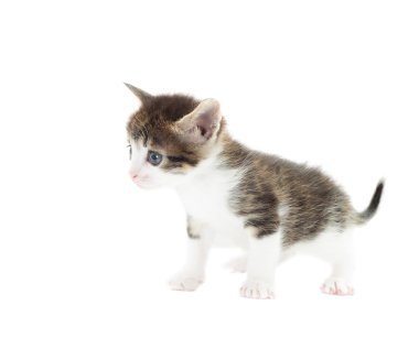 Beyaz bir arka plan üzerinde yavru kedi duran