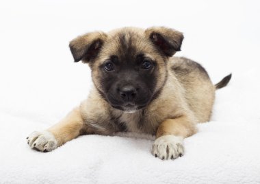 little puppy watching