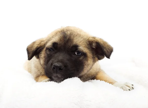 Little puppy asleep — Stock Photo, Image