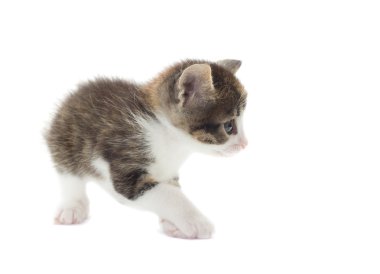 Beyaz bir arka planda oynak yavru kedi