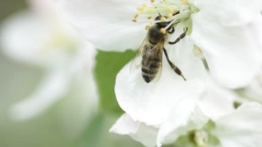 Arı polen toplamak