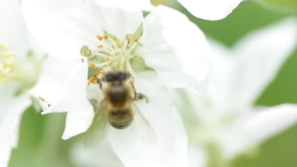 Las abejas recogen polen — Vídeo de stock