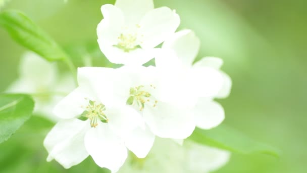 Blooming apple tree — Stock Video