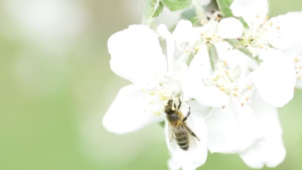 Les abeilles collectent le pollen — Video