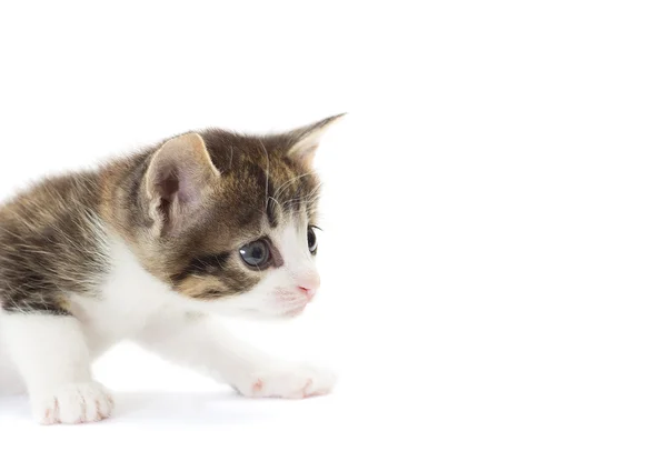 Gatinho curioso em um fundo branco isolado — Fotografia de Stock