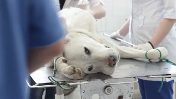 Team van artsen doen chirurgie dierenartsen grote witte hond — Stockvideo