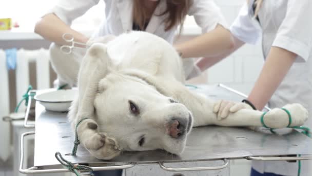 Dog in a veterinary clinic — Stock Video