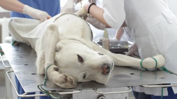 Cão em uma clínica veterinária — Vídeo de Stock