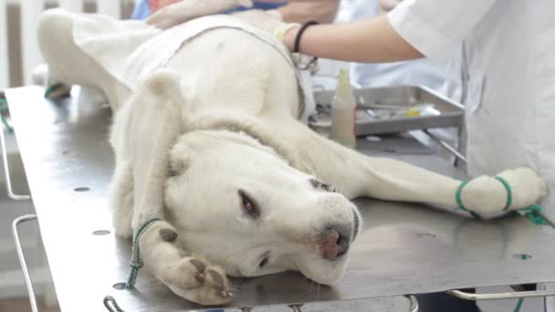 Cão em uma clínica veterinária — Vídeo de Stock