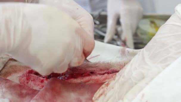 Vet sutures wound after surgery — Stock Video