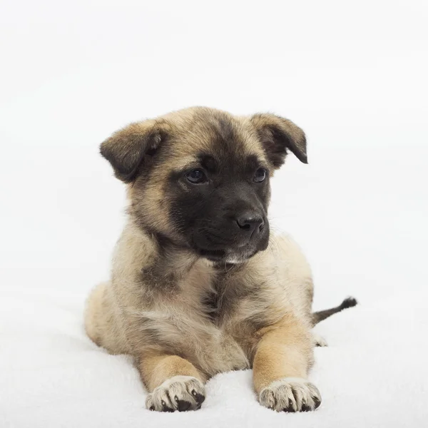 Funny puppy on a white background — Stock Photo, Image