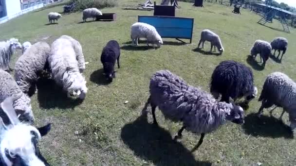 Grappige geiten en schapen buitenshuis — Stockvideo