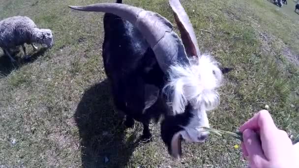 Cabra engraçada e ovelhas ao ar livre — Vídeo de Stock