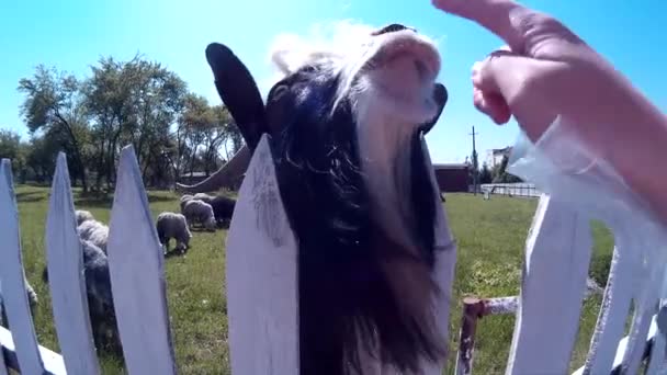 Cabra engraçada e ovelhas ao ar livre — Vídeo de Stock