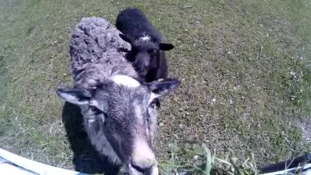 Lustige Ziegen und Schafe im Freien — Stockvideo