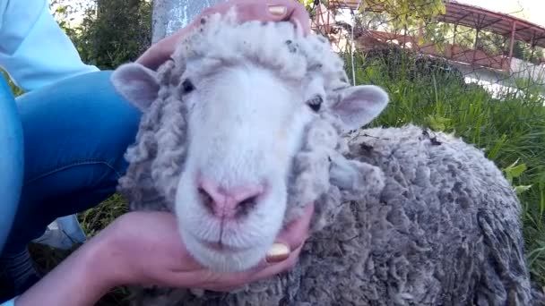 Woman cuddling sheep — Stock Video