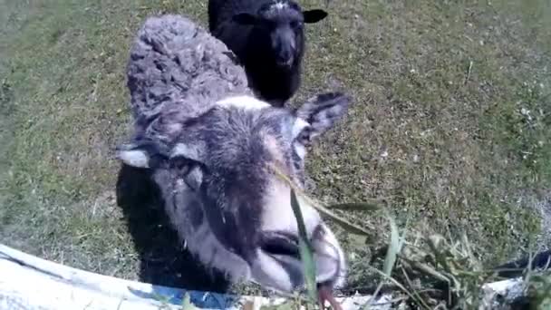 Goats and sheep at farm — Stock Video