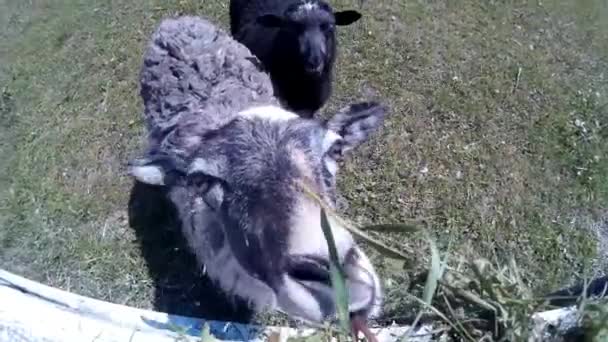 Cabras y ovejas en la explotación — Vídeos de Stock