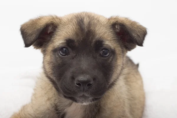 白い背景の可愛い子犬 — ストック写真